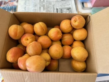 あんずが美味しい時期です♪
